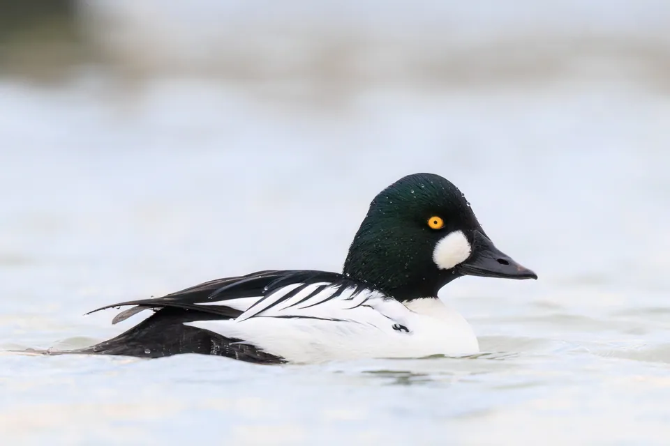 Schellente (Bucephala clangula) erkennen — Foto, Gesang und Steckbrief der Vogelart aufgenommen in Eagle Creek, Speedway, IN, USA