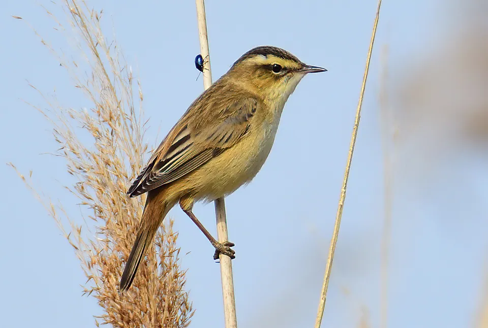 Schilfrohrsänger (Acrocephalus schoenobaenus) — Aufnahme 3 aufgenommen in Termon Road, Omagh, Northern Ireland, GB, mit Informationen zu Merkmalen und Verbreitung