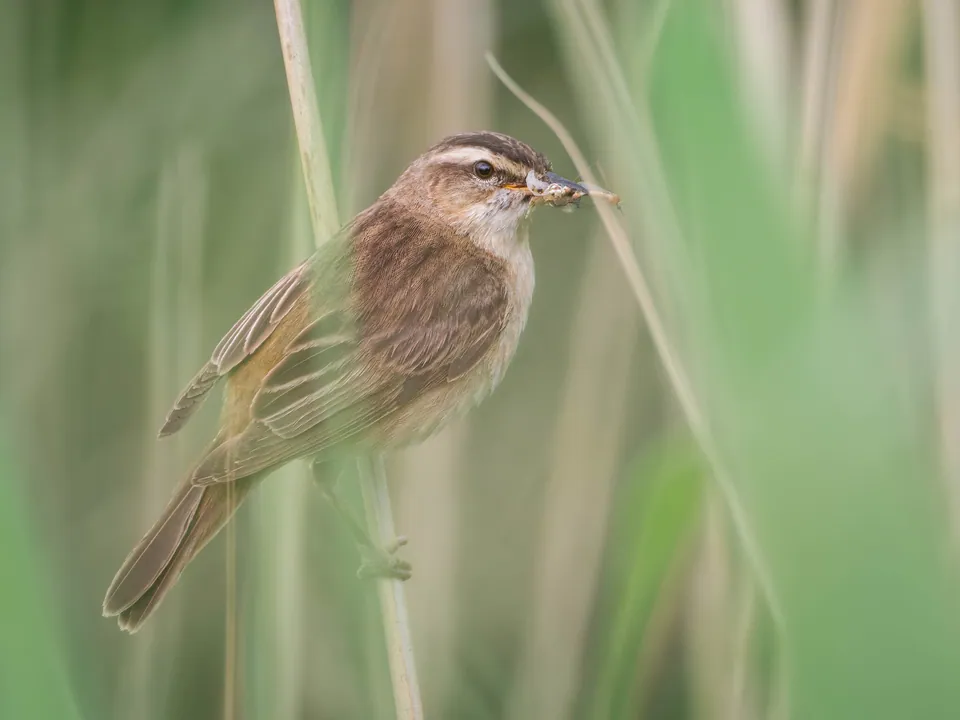 Schilfrohrsänger (Acrocephalus schoenobaenus) erkennen — Foto, Gesang und Steckbrief der Vogelart aufgenommen in Cádiz, España