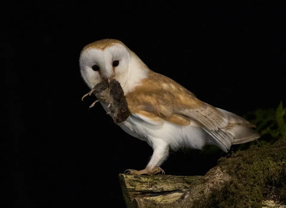 Schleiereule (Tyto alba) — Aufnahme 2 aufgenommen in Ioulida, South Aegean, GR, mit Informationen zu Merkmalen und Verbreitung