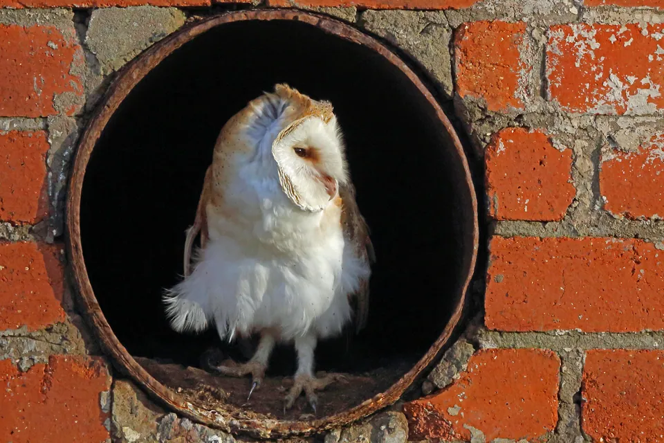 Schleiereule (Tyto alba) — Aufnahme 3 aufgenommen in 3F2G+5F, Kurland, South Africa, mit Informationen zu Merkmalen und Verbreitung