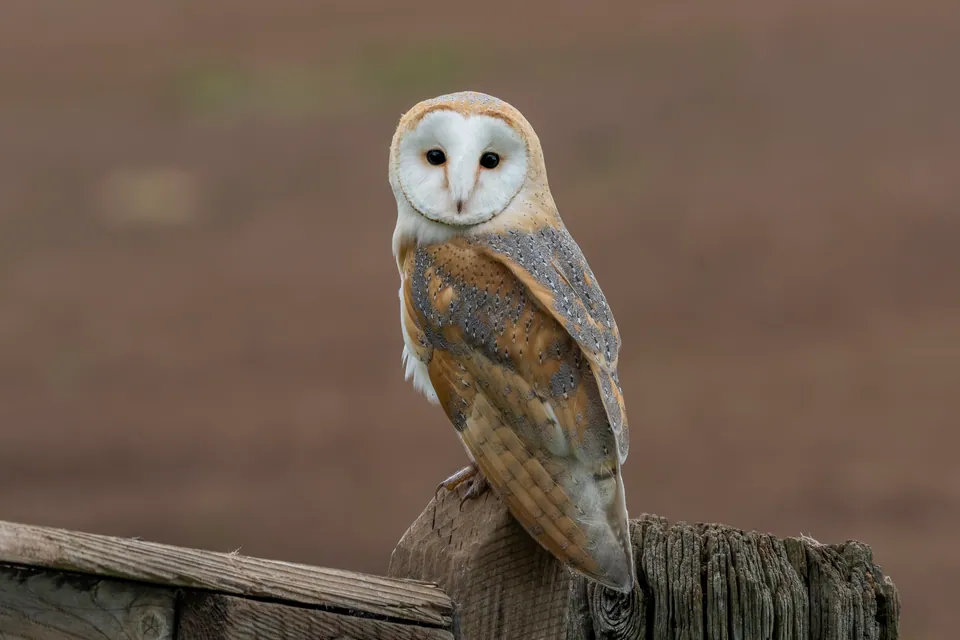Schleiereule (Tyto alba) erkennen — Foto, Gesang und Steckbrief der Vogelart aufgenommen in Otonabee-South Monaghan