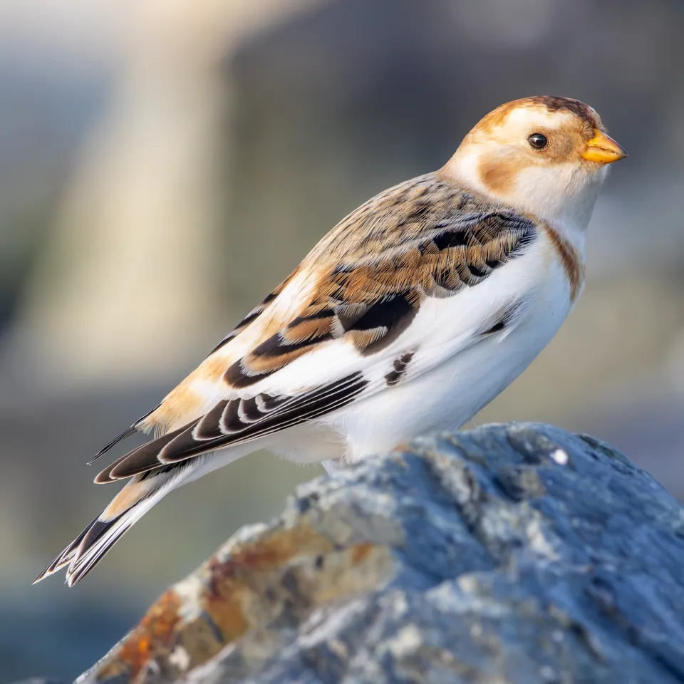 Schneeammer (Plectrophenax nivalis) — Aufnahme 3 aufgenommen in Pine Dr, Chincoteague, VA, US, mit Informationen zu Merkmalen und Verbreitung