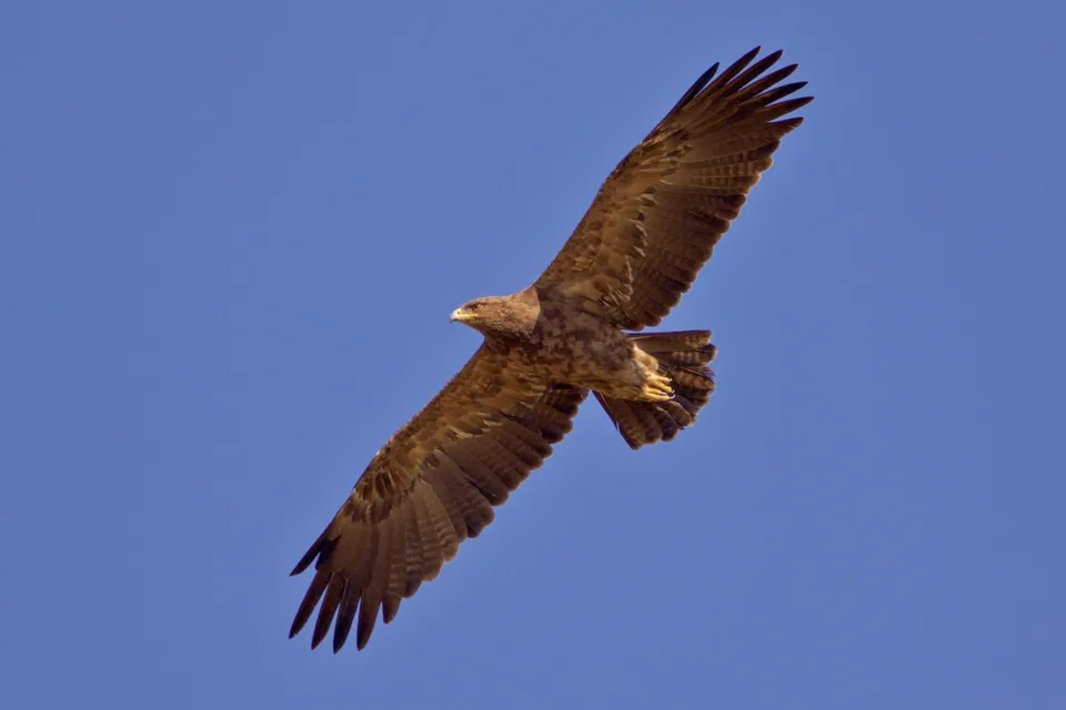 Schreiadler (Clanga pomarina) — Aufnahme 2, mit Informationen zu Merkmalen und Verbreitung