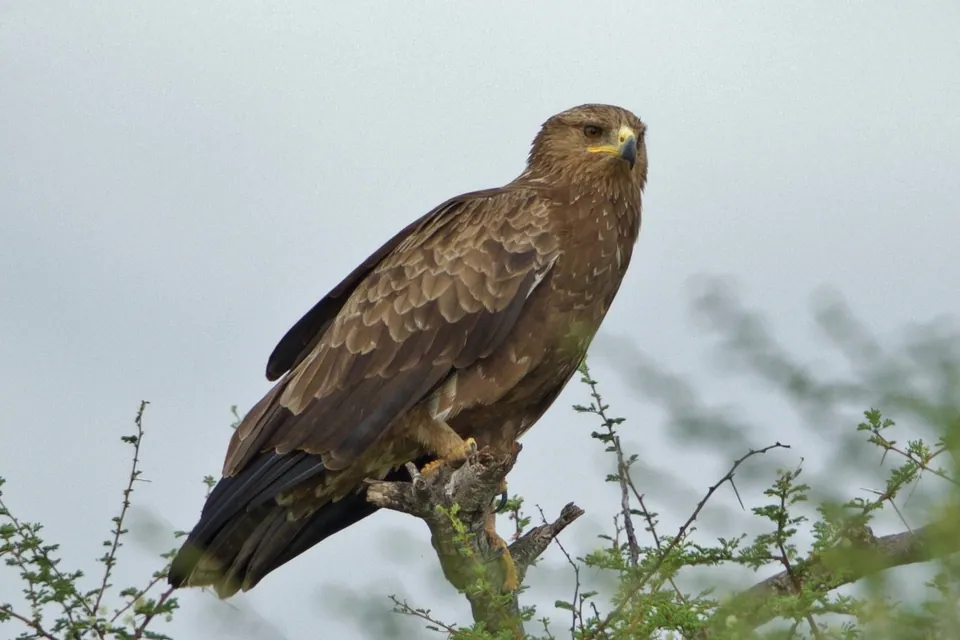 Schreiadler (Clanga pomarina) erkennen — Foto, Gesang und Steckbrief der Vogelart aufgenommen in Great Swamp National Wildlife Refuge, Millington, NJ, US