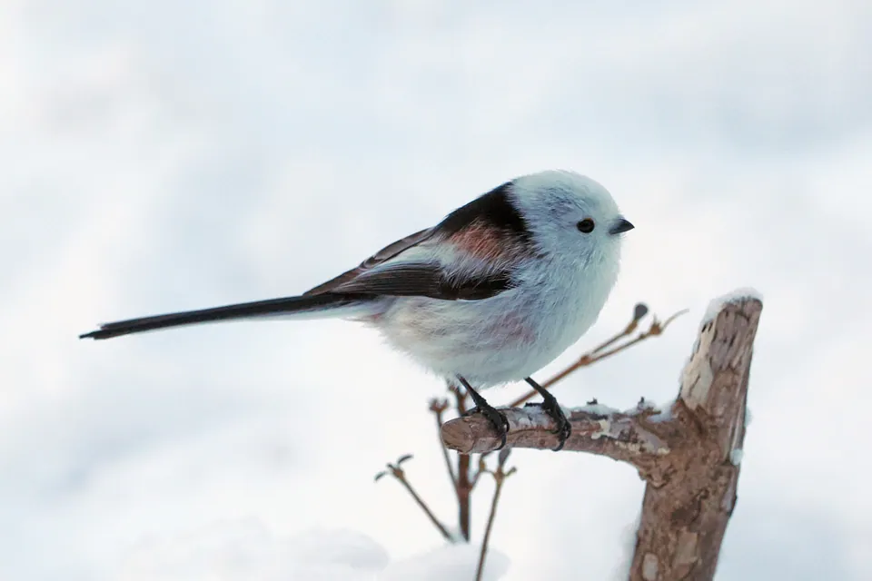 Schwanzmeise (Aegithalos caudatus) — Aufnahme 2 aufgenommen in Kennesaw, mit Informationen zu Merkmalen und Verbreitung