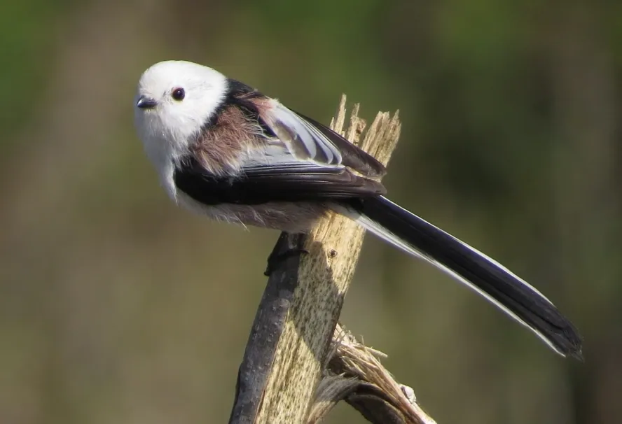 Schwanzmeise (Aegithalos caudatus) erkennen — Foto, Gesang und Steckbrief der Vogelart aufgenommen in Carretera la Marañosa, Pinto, Madrid, ES