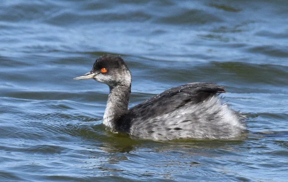 Schwarzhalstaucher (Podiceps nigricollis) — Aufnahme 3 aufgenommen in Castlefrank / Tamblyn, Ottawa, ON K2L 4H7, Canada, mit Informationen zu Merkmalen und Verbreitung