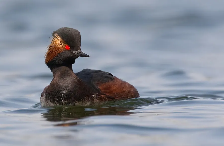 Schwarzhalstaucher (Podiceps nigricollis) erkennen — Foto, Gesang und Steckbrief der Vogelart