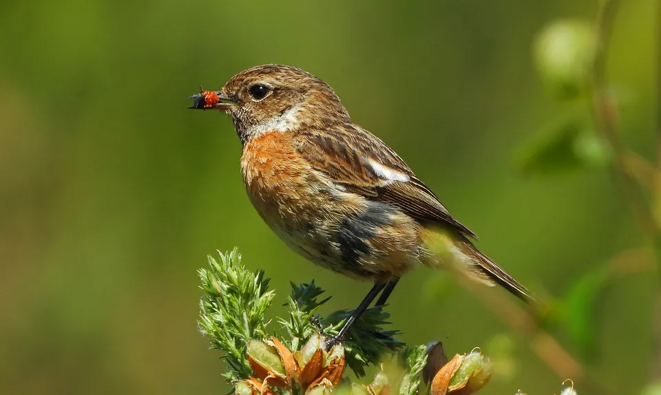 Schwarzkehlchen (Saxicola rubicola) — Aufnahme 2 aufgenommen in Stormont, Dundas and Glengarry, CA-ON, CA, mit Informationen zu Merkmalen und Verbreitung