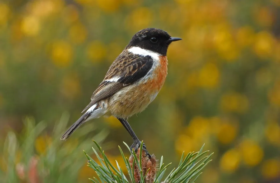 Schwarzkehlchen (Saxicola rubicola) — Aufnahme 3 aufgenommen in Mecklenburg County, NC, USA, mit Informationen zu Merkmalen und Verbreitung