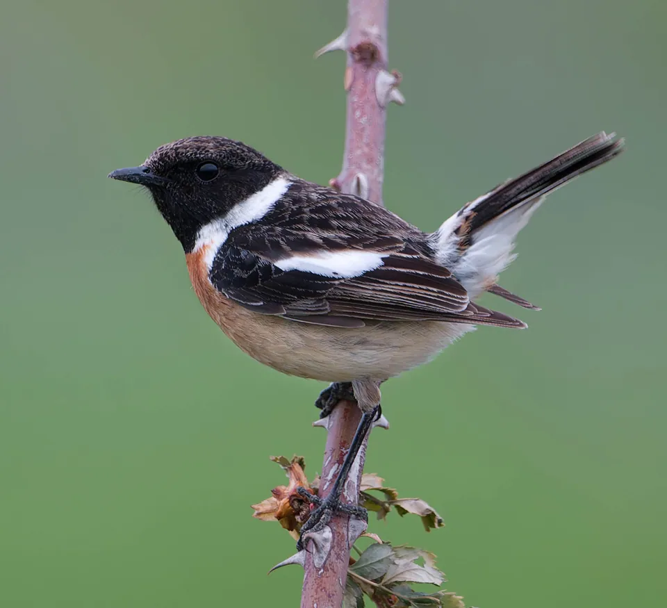 Schwarzkehlchen (Saxicola rubicola) erkennen — Foto, Gesang und Steckbrief der Vogelart aufgenommen in Little Elk Pass Trail, Fort Jones, CA, US