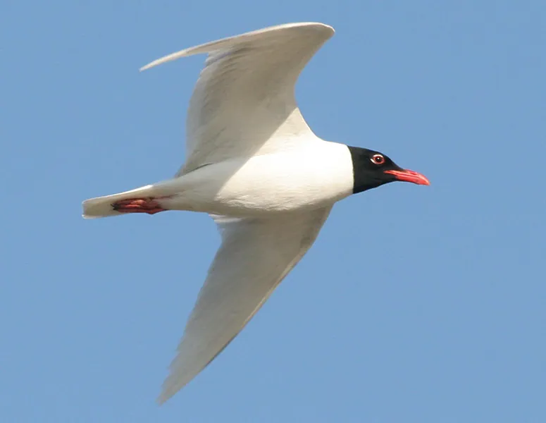 Schwarzkopfmöwe (Ichthyaetus melanocephalus) — Aufnahme 2 aufgenommen in Cornwall AONB, Cornwall, England, GB, mit Informationen zu Merkmalen und Verbreitung