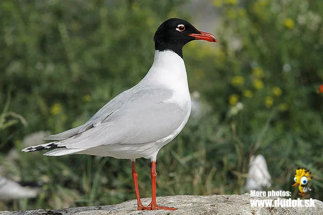 Schwarzkopfmöwe (Ichthyaetus melanocephalus) erkennen — Foto, Gesang und Steckbrief der Vogelart aufgenommen in Franklin County, US-TN, US