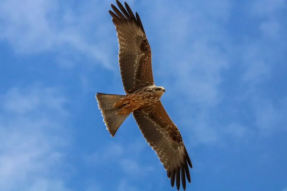 Schwarzmilan (Milvus migrans) erkennen — Foto, Gesang und Steckbrief der Vogelart aufgenommen in Friedrichshagen, 12 Berlin-Bezirk Treptow-Köpenick, Deutschland