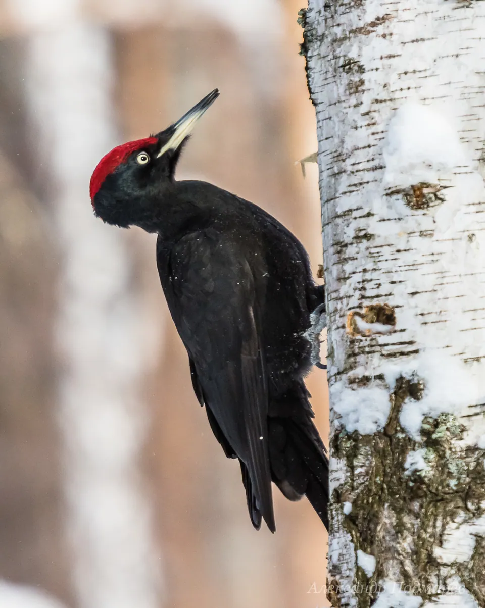 Schwarzspecht (Dryocopus martius) erkennen — Foto, Gesang und Steckbrief der Vogelart aufgenommen in 8061 Kickenheim, Österreich