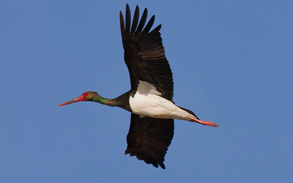 Schwarzstorch (Ciconia nigra) — Aufnahme 2 aufgenommen in N Main St, Baytown, TX, US, mit Informationen zu Merkmalen und Verbreitung