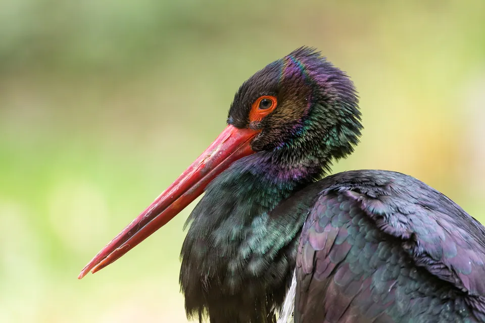 Schwarzstorch (Ciconia nigra) erkennen — Foto, Gesang und Steckbrief der Vogelart aufgenommen in Вичугский р-н, Ивановская обл., Россия