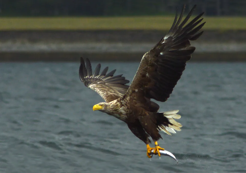 Seeadler (Haliaeetus albicilla) erkennen — Foto, Gesang und Steckbrief der Vogelart aufgenommen in SW Import Dr, Port Saint Lucie, FL, US