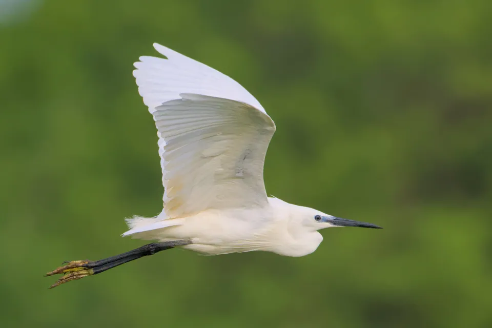 Seidenreiher (Egretta garzetta) — Aufnahme 2 aufgenommen in Mount Tamalpais State Park, Stinson Beach, CA, US, mit Informationen zu Merkmalen und Verbreitung