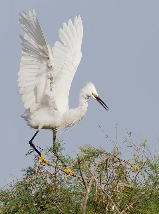 Seidenreiher (Egretta garzetta) — Aufnahme 3 aufgenommen in Kalajärvi, Espoo, Uusimaa, FI, mit Informationen zu Merkmalen und Verbreitung