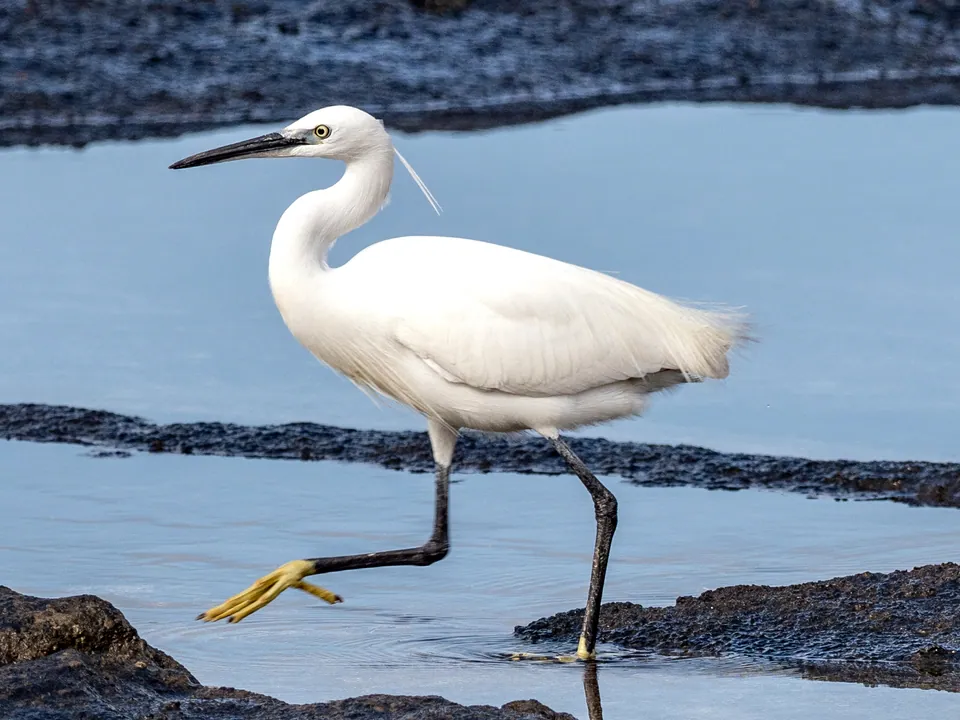 Seidenreiher (Egretta garzetta) erkennen — Foto, Gesang und Steckbrief der Vogelart aufgenommen in N County Road 3000 W, Bourbonnais, IL, US