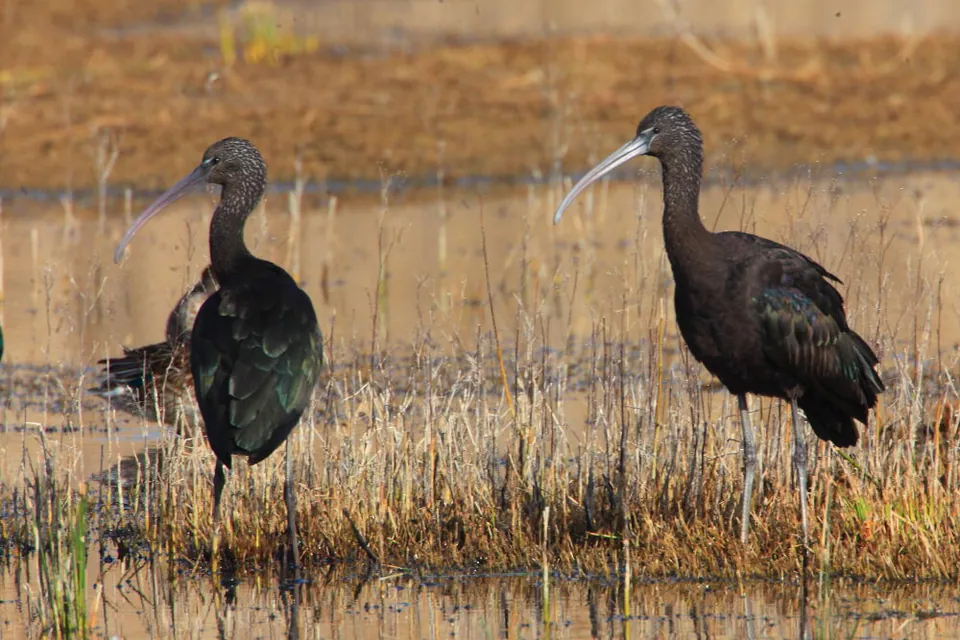 Sichler (Plegadis falcinellus) — Aufnahme 2 aufgenommen in Transylvania County, US-NC, US, mit Informationen zu Merkmalen und Verbreitung