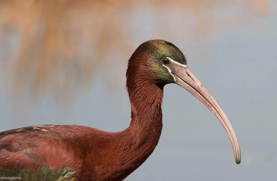 Sichler (Plegadis falcinellus) — Aufnahme 3 aufgenommen in Умань, mit Informationen zu Merkmalen und Verbreitung