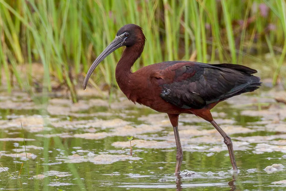 Sichler (Plegadis falcinellus) erkennen — Foto, Gesang und Steckbrief der Vogelart aufgenommen in Victoria