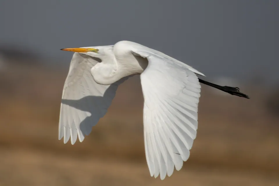 Silberreiher (Ardea alba) — Aufnahme 2 aufgenommen in Вичугский р-н, Ивановская обл., Россия, mit Informationen zu Merkmalen und Verbreitung