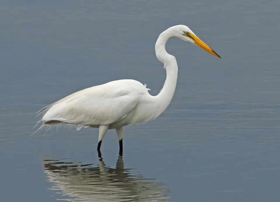 Silberreiher (Ardea alba) erkennen — Foto, Gesang und Steckbrief der Vogelart aufgenommen in Los Silos, Santa Cruz de Ténérife, Espagne
