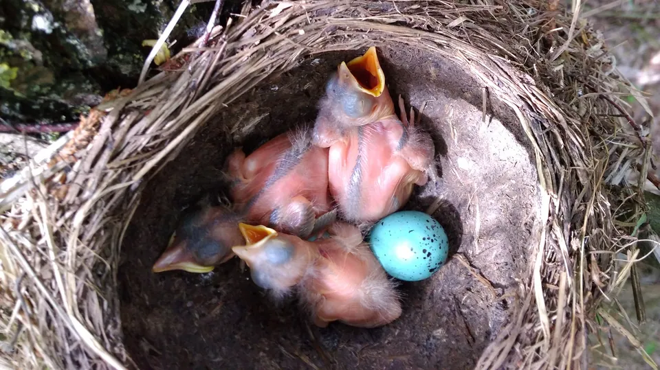 Singdrossel (Turdus philomelos) — Aufnahme 2 aufgenommen in Overstrand Local Municipality, South Africa, mit Informationen zu Merkmalen und Verbreitung
