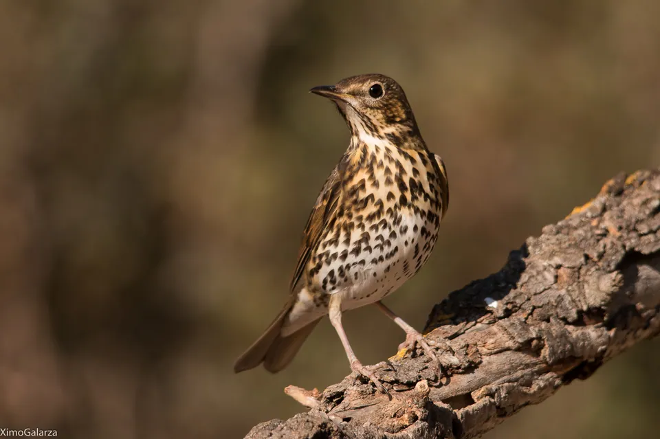 Singdrossel (Turdus philomelos) erkennen — Foto, Gesang und Steckbrief der Vogelart aufgenommen in Deschutes National Forest, Bend, OR, US