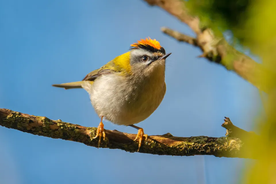Sommergoldhähnchen (Regulus ignicapilla) — Aufnahme 2 aufgenommen in Oakland Nature Preserve Trail, Oakland, FL, US, mit Informationen zu Merkmalen und Verbreitung