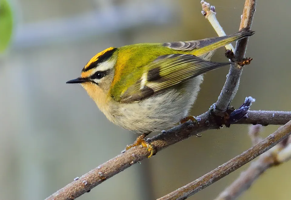 Sommergoldhähnchen (Regulus ignicapilla) erkennen — Foto, Gesang und Steckbrief der Vogelart aufgenommen in Leibnitz, Österreich