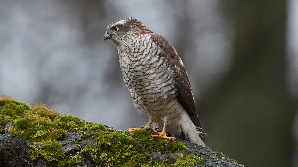 Sperber (Accipiter nisus) — Aufnahme 2 aufgenommen in Frankfurt (Main) Botanischer Garten, 60487 Frankfurt am Main, Deutschland, mit Informationen zu Merkmalen und Verbreitung