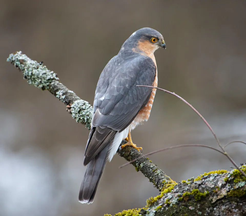 Sperber (Accipiter nisus) — Aufnahme 3 aufgenommen in Monterey County, US-CA, US, mit Informationen zu Merkmalen und Verbreitung