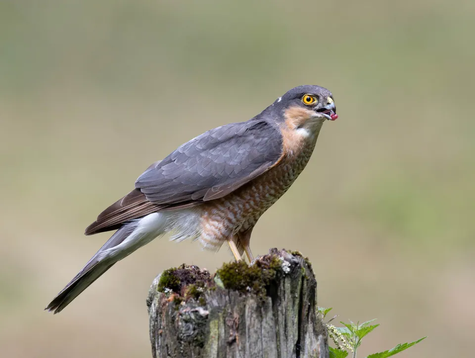 Sperber (Accipiter nisus) erkennen — Foto, Gesang und Steckbrief der Vogelart aufgenommen in Miguel Laurent y Coyoacán, Col del Valle Sur, 03104 Ciudad de México, CDMX, México