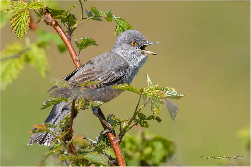 Sperbergrasmücke (Curruca nisoria) — Aufnahme 2 aufgenommen in Oley, PA, US, mit Informationen zu Merkmalen und Verbreitung