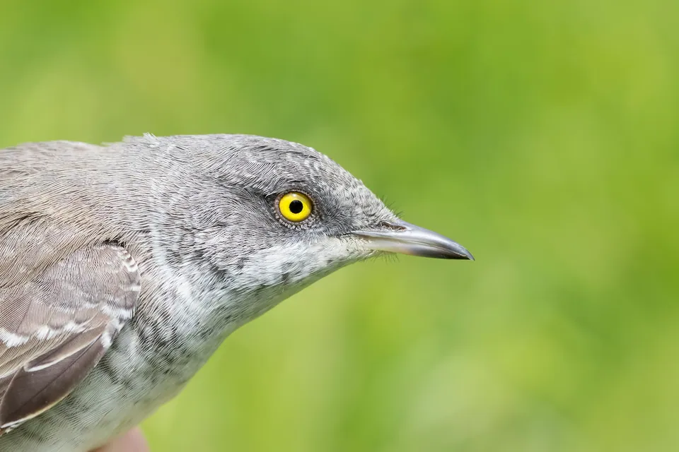 Sperbergrasmücke (Curruca nisoria) — Aufnahme 3, mit Informationen zu Merkmalen und Verbreitung