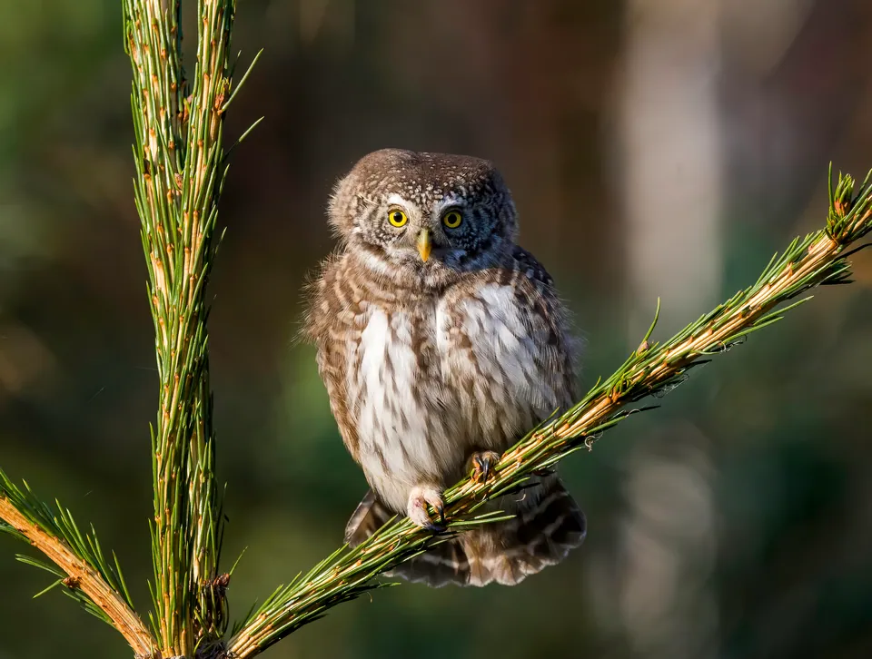 Sperlingskauz (Glaucidium passerinum) — Aufnahme 2 aufgenommen in Aquarius Agora Dr, Orlando, FL, US, mit Informationen zu Merkmalen und Verbreitung