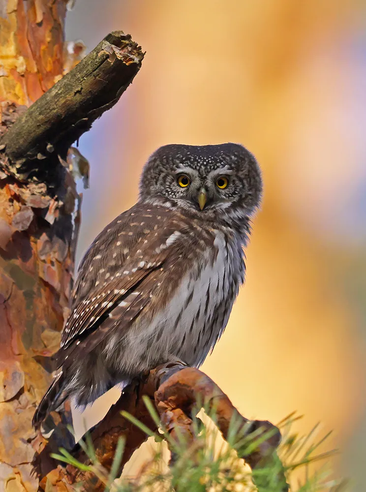 Sperlingskauz (Glaucidium passerinum) erkennen — Foto, Gesang und Steckbrief der Vogelart
