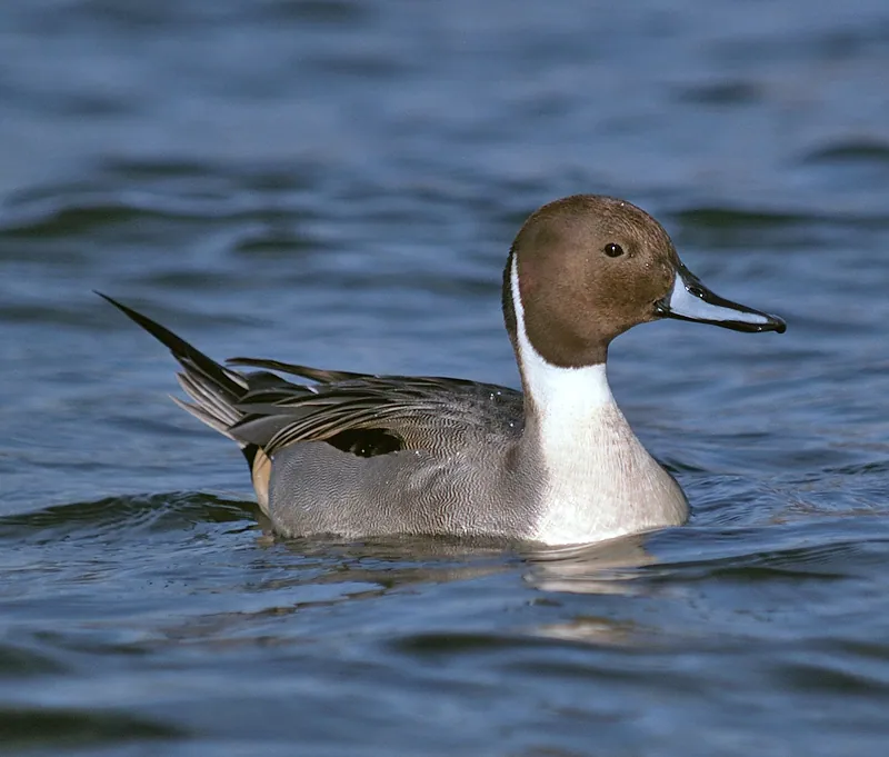 Spießente (Anas acuta) erkennen — Foto, Gesang und Steckbrief der Vogelart aufgenommen in Ctre Historique, 34000 Montpellier, France
