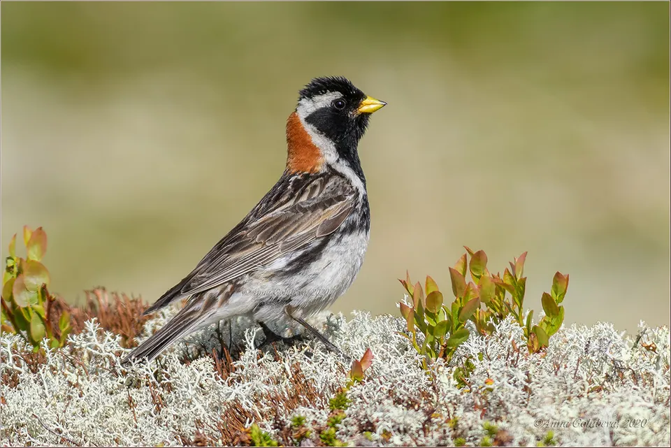 Spornammer (Calcarius lapponicus) erkennen — Foto, Gesang und Steckbrief der Vogelart aufgenommen in Buta, Democratic Republic of the Congo