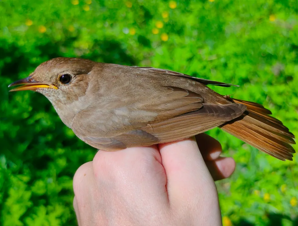 Sprosser (Luscinia luscinia) — Aufnahme 2 aufgenommen in Colinas De Tamanaco, mit Informationen zu Merkmalen und Verbreitung