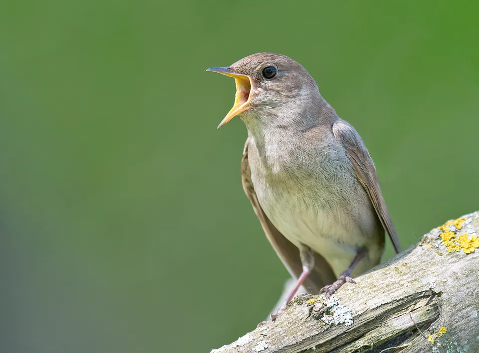 Sprosser (Luscinia luscinia) erkennen — Foto, Gesang und Steckbrief der Vogelart aufgenommen in Louetta Rd, Houston, TX, US