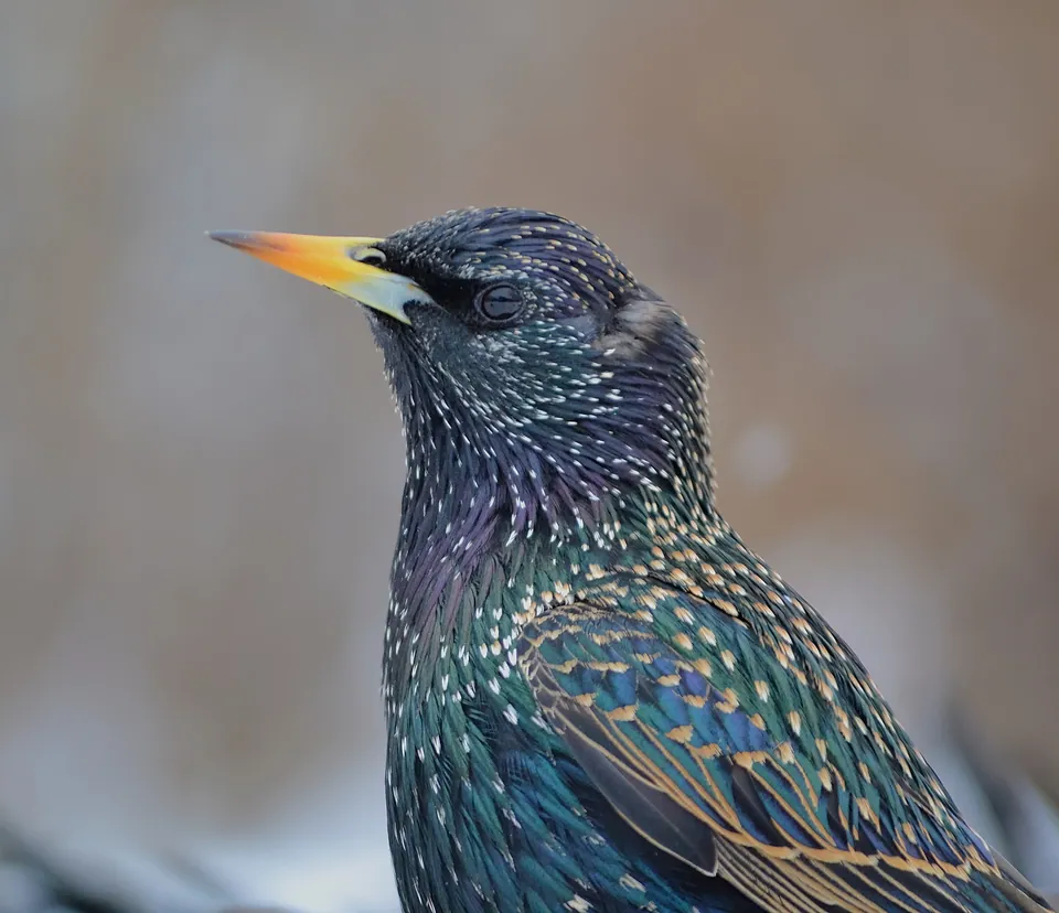 Star (Sturnus vulgaris) — Aufnahme 3 aufgenommen in Peterborough County, ON, Canada, mit Informationen zu Merkmalen und Verbreitung