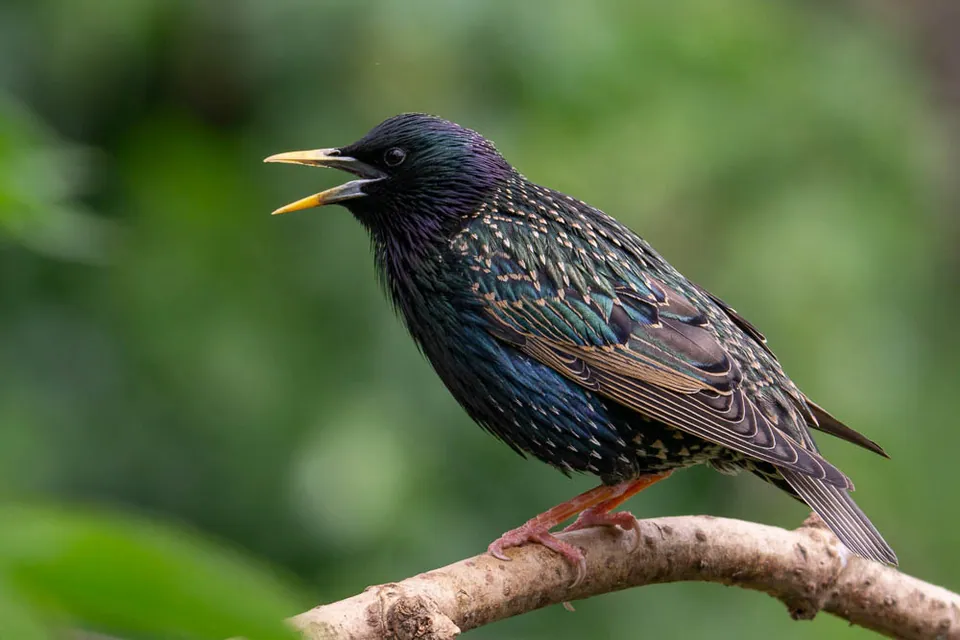 Star (Sturnus vulgaris) erkennen — Foto, Gesang und Steckbrief der Vogelart aufgenommen in Peterborough County, ON, Canada