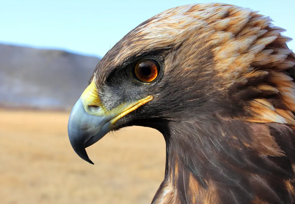 Steinadler (Aquila chrysaetos) — Aufnahme 2 aufgenommen in Corning, NY 14830, USA, mit Informationen zu Merkmalen und Verbreitung