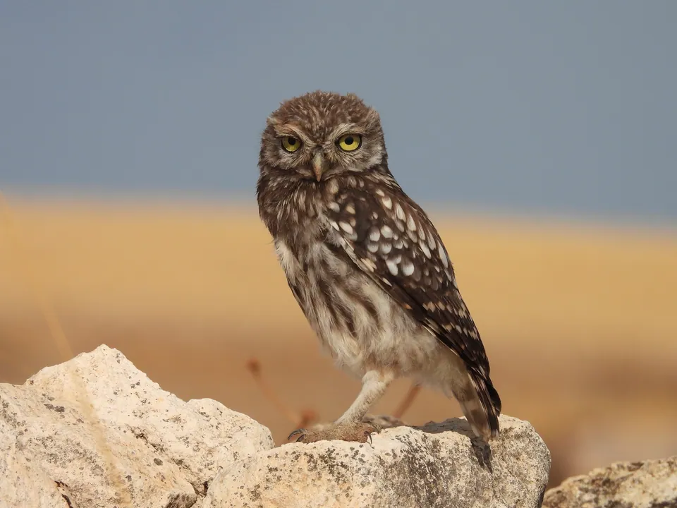 Steinkauz (Athene noctua) — Aufnahme 2 aufgenommen in Itabira, BR-MG, BR, mit Informationen zu Merkmalen und Verbreitung